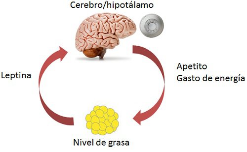 ¡¡Entrena tu metabolismo!!